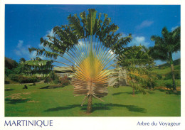 MARTINIQUE ARBRE DU VOYAGEUR - Sonstige & Ohne Zuordnung