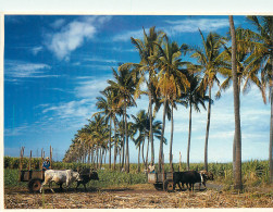 ILE DE LA REUNION RECOLTE DES CANNES ATTELAGE - Andere & Zonder Classificatie