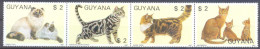 GUYANA   (FKH066) XC - Domestic Cats