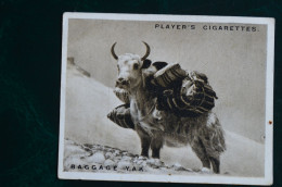 Everest 1924 6x8cm Player Cigarettes Card Baggage Yak Himalaya  Alpinisme Escalade Mountaineering - Player's