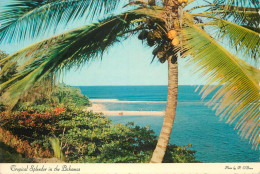 Bahamas Tropical Splendor Palm Tree, Sea View - Bahamas