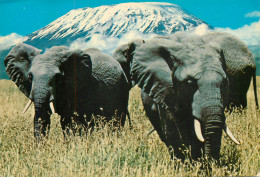 Kenya Wildlife Elephants & Mount Kilimanjaro - Elephants