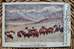 Thé Last Herd Off Buffalo - Précurseur 1907 (bisons) - Andere & Zonder Classificatie