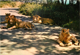 07 - PEAUGRES - SAFARI - LIONS - Autres & Non Classés