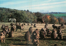 07 - PEAUGRES - SAFARI - ZEBRE ET SINGES - Autres & Non Classés