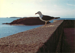 35 - Saint Malo - Mouette Sur Les Remparts - Au Fond, Le Grand Bé - CPM - Carte Neuve - Voir Scans Recto-Verso - Saint Malo