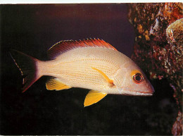 Animaux - Poissons - Perche à Bords Jaunes - Lutjanus Pulvus - Yellow Sea Perch - Gelber Schnapper - Toau - Carte Neuve  - Fish & Shellfish