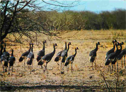 Animaux - Oiseaux - Waza - Réserve Forestière Et De Faune - Grues Couronnées - Carte Neuve - CPM - Voir Scans Recto-Vers - Oiseaux