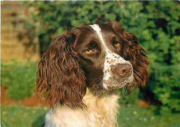 Animaux - Chiens - CPM - Voir Scans Recto-Verso - Chiens