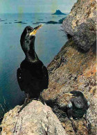 Animaux - Oiseaux - Cormoran Huppé - CPM - Voir Scans Recto-Verso - Oiseaux