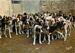 Chiens - CPM - Voir Scans Recto-Verso - Chiens