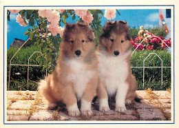 Chiens - CPM - Voir Scans Recto-Verso - Chiens