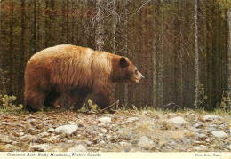 Canada Rocky Mountains Cinnamon Bear - Ours