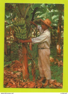 Martinique N°53 Le Bananier Et Son Régime De Bananes - Sonstige & Ohne Zuordnung