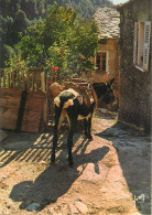 France La Corse Picturesque Scenery Donkey - Ezels