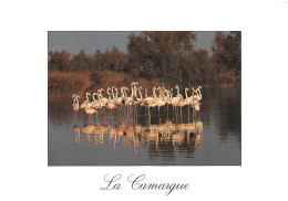 13-CAMARGUE-N°3932-D/0127 - Autres & Non Classés