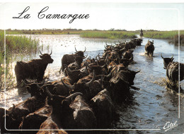 13-CAMARGUE-N°3934-B/0305 - Autres & Non Classés