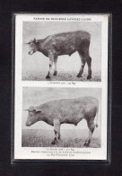 (01/06/24) 69-CPA LYON - FARINE DE NUCLEINE LAVOCAT - ELEVAGE BOVIN - Breeding