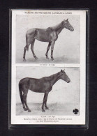 (01/06/24) 69-CPA LYON - FARINE DE NUCLEINE LAVOCAT - ELEVAGE CHEVAUX - Breeding