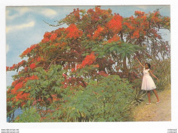 Martinique N°56 L'Ile Aux Fleurs Fillette Vers Flamboyant Et Bougainvillée Trees - Autres & Non Classés