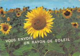 36-TOURNESOLS-N°3937-B/0085 - Autres & Non Classés