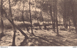 40 DANS LES LANDES DE GASCOGNE PAYSAGE ANIMEE TROUPEAU DE MOUTONS - Elevage