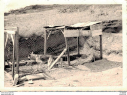 PHOTO TAILLE 10 X 7.5 CMS CHIEN MILITAIRE DANS SON CHENIL AU CAMP DE BAUMHOLDER EN 1950 - Guerre, Militaire