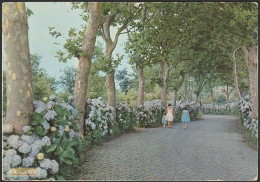 Açores - S. Miguel, Estrada Com Hortensias - Açores