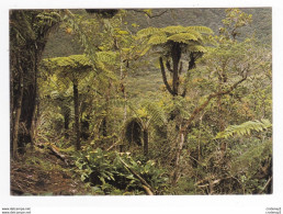 La Réunion N°18 BEBOUR BELOUVE Fougère Arborescente - Andere & Zonder Classificatie