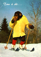 *CPM -  Tous à Ski...  - Singe Sur Des Skis - Humour