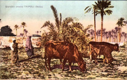 1911/12-"Guerra Italo-Turca,Tripoli Giardino" - Libië