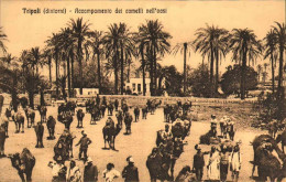 1911/12-"Guerra Italo-Turca,Tripoli (dintorni)accampamento Dei Cammelli Nell'oas - Libye