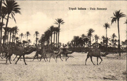 1911/12-"Guerra Italo-Turca,Tripoli Italiana Viale Kamamjè " - Libya