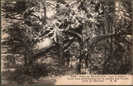 92 / Parc De SAINT-CLOUD - Les 4 Cèdres De La Plaine Des Curés - Saint Cloud