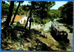 *CPM - 33 - CAP-FERRET - Le Petit Train Dans La Foret - Other & Unclassified