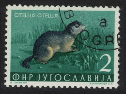 Yugoslavia European Souslik Wild Animal 1954 Canc SG#765 MI#738 - Other & Unclassified