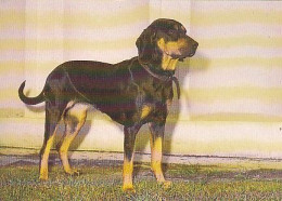 AK 214687 DOG / HUND - Polnische Bracke - Chiens