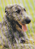 AK 214690 DOG / HUND - Irischer Wolfshund - Perros