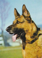 AK 214702 DOG / HUND - Dogs