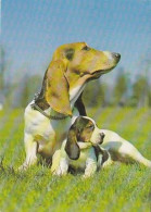 AK 214704 DOG / HUND - Basset - Chiens