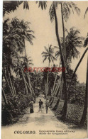 CPA COLOMBO - SRI LANKA - ALLEE DE COCOTIERS - Sri Lanka (Ceylon)