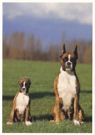 AK 214716 DOG / HUND - Boxer - Dogs