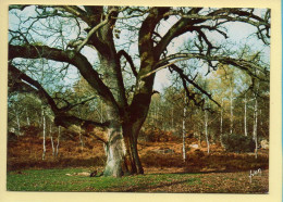 77. FONTAINEBLEAU – La Forêt / Un Des Plus Beaux Chênes De La Forêt (voir Scan Recto/verso) - Fontainebleau