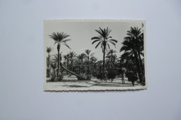 Photographie   MARRAKECH  -  Palmeraie   -   8 X 13 Cms  - - Marrakech