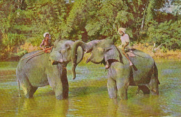 Elephants At Play Mahaweli Ganga Near Kandy Sri Lanka Gl1974 #C5470 - Other & Unclassified