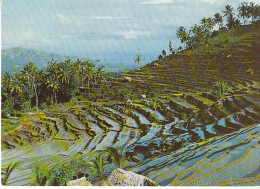 RI Bukit Djambul Rice Fields Terrase Gl1971 #C6833 - Sonstige & Ohne Zuordnung