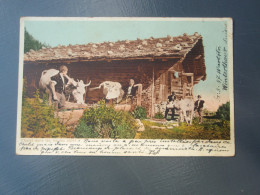 Cpa Couleur  De 1904 :  Chalet Dans Les Hautes-Alpes, 57, Wartstr Winterthour - Nourrissage Des Vaches - Winterthur