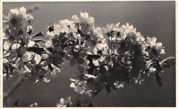 Blütenpracht Ngl #144.810 - Fotografie