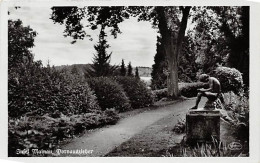 Insel Mainau (Bodensee) Dornauszieher Gl1955 #144.736 - Autres & Non Classés