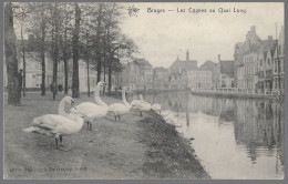 CPA CARTE POSTALE BELGIQUE  BRUGES LES CYGNES AU QUAI LONG 1909 - Other & Unclassified